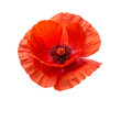 Red poppy flower isolated on transparent background