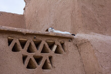 Image Of A Cat Sleeping On The Roof Of An Adobe House In Yazd, Iran.