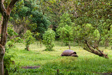 Tortuga Gigante De Las Galápagos En Selva Frondosa