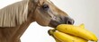   A close-up of a horse with bananas in its mouth, one banana prominent