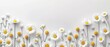   A field of white and yellow daisies on a white background with space for text or image