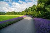 Fototapeta Lawenda - kwitnąca lawenda na rabacie kwiatowej w parku z kolorowymi kwiatami i zieloną łąką