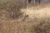 Fototapeta Tulipany - Chinkara or Indian gazelle at ranthambore national park, India