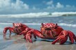 Group of Red Crabs in Water