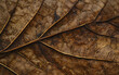 brown leaf texture, leaf background with veins and cells background illustration. generative ai