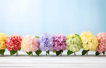 colorful hydrangea flowers on white wooden table for greeting ho