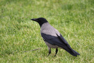 crow bird standing on ground 