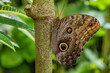 Brauner Schmetterling mit Auge auf dem Flügel