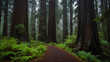 Redwood National Forest 