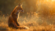 A diurnal red fox hunting in the golden sunlight