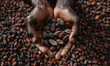 Man holding brown roasted cocoa beans in hands, harvested cacao background ingredient