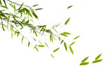 Fototapeta Sypialnia - Serene Green Bamboo Leaves on a Pristine White Background