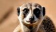 A Meerkat With A Curious Expression