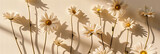Fototapeta Londyn - Dainty White Flowers Isolated, Symbol of Purity and Simplicity, Fresh Spring Blossom on Blue