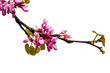 flowers pink isolated  pink redbud tree flowers  in srping