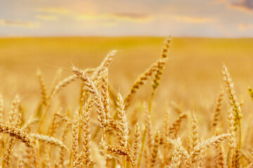 Wall Mural - Wheat field with ripe ears during sunset