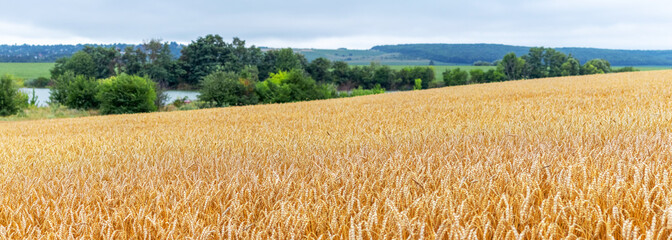 Wall Mural - Yellow wheat field with ripe wheat, green trees at the end of the field and picturesque blue sky with white clouds