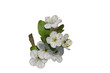 a bunch beautiful white blossom of a plum tree and a white background