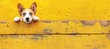 Curious puppy peeking with paws up over yellow wooden background, cute pet on blurred backdrop.