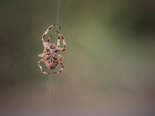 Canvas Print - Scary hairy spider