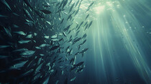 Shoal Of Shimmering Sardines Dancing In Shimmering Underwater Light