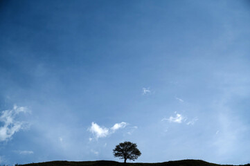Wall Mural - silhouette of a lonely tree in a field in summer against the sky with clouds