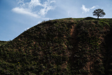Wall Mural - lonely tree on a hill in summer against the sky with clouds