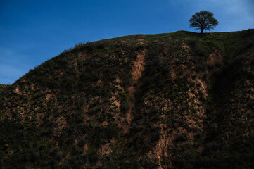 Wall Mural - silhouette of a lonely tree on a hill in summer against the sky with clouds
