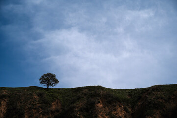 Wall Mural - silhouette of a lonely tree on a hill in summer against the sky with clouds