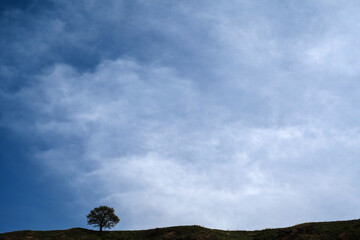 Wall Mural - silhouette of a lonely tree in a field in summer against the sky with clouds