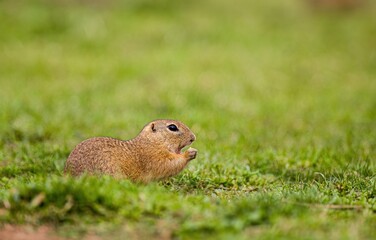 Adorable cuddly pet. European ground squirrel eating food in national park Muranska planina in Slovakia.