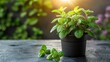 A vibrant potted mint plant brings life to a rustic table, sitting peacefully under soft sunlight