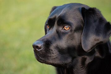 Wall Mural - Portrait of a black Labrador retriever dog. A pet, an animal.