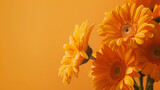 Monochrome orange gerbera daisies in bloom
