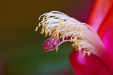 Fototapeta Sawanna - Closeup of a Christmas Cactus flower in bloom