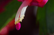Macro photography of a Christmas Cactus flower