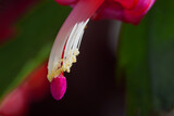 Fototapeta Sawanna - Macro photography of a Christmas Cactus flower