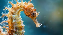 A Beautiful Close-up Of A Yellow And Brown Seahorse. The Seahorse Is In Focus, With A Blurred Background.