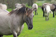 a group konik horses is grazing a green meadow in a forest