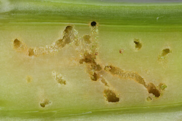 Wall Mural - A cabbage stem weevil called also cabbage seedstalk curculio, Ceutorhynchus pallidactylus (synonym quadridens). Rapeseed stalk damaged by larvae.