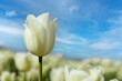 a beautiful white tulip closeup in a field and a blue sky in the background