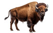 A powerful bison standing majestically against a stark white background