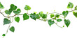 Twisted jungle vines liana plant with heart shaped isolated on white or transparent background