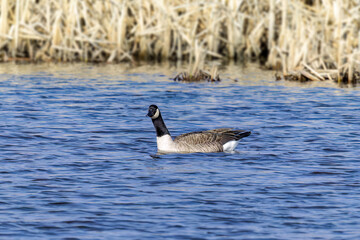 Poster - Canada goose (Branta canadensis) in Wisconsin conservation area