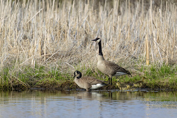 Sticker - Canada goose (Branta canadensis) in Wisconsin conservation area