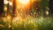 Wild grass in the forest on blurred forest and sunlight background. Summer nature landscape.