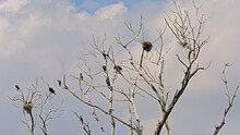 Shags And Their Nests In A Bare Treetop In Bourgoyen Nature Reserve, Ghent, Belgium = Phalacrocoracidae