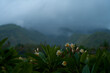 Tropical rainstorm. Drops fall on the Asian flowering frangipani tree against the background of cascading mountains.