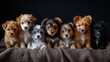 A Group of Cute Puppies.  A Small Canine Family