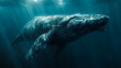 Humpback Whale Swimming in the  Ocean.  Exploring the Ocean Depths